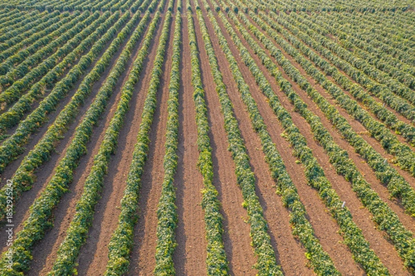 Fototapeta Rows of green vineyard plants on brown soil forming geometric agricultural pattern