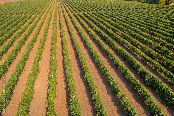 Fototapeta Rows of green vineyard plants on brown soil forming geometric agricultural pattern