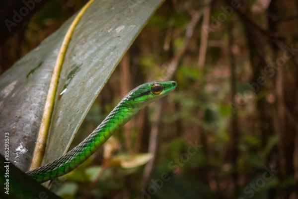 Obraz Green Vine Snake