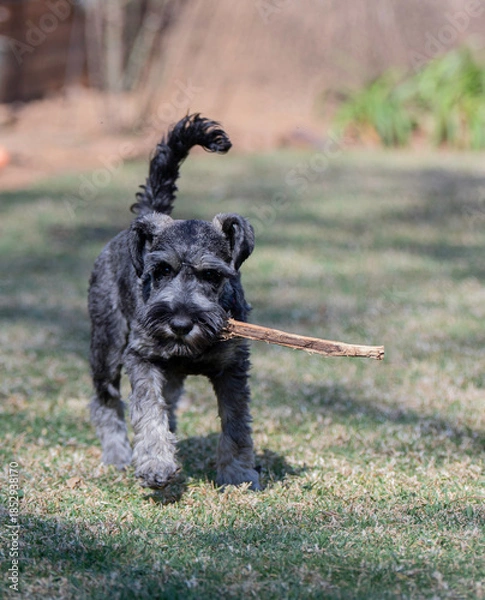 Obraz Schnauzer playing with a stick