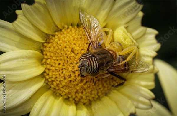 Obraz Yellow spider caught a bee