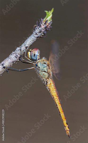 Obraz Dragonfly on a twig