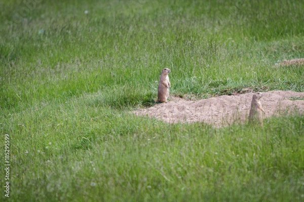 Fototapeta Prairie Dog