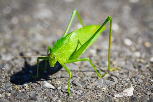 Obraz Grasshopper