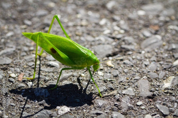Obraz Grasshopper
