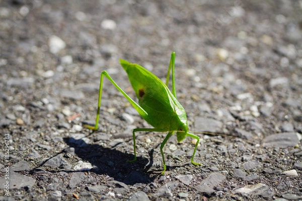 Obraz Grasshopper