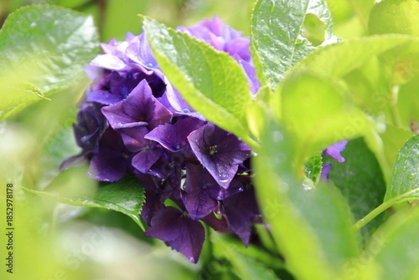 Obraz 雨に濡れるアジサイ