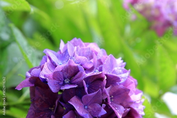 Obraz 雨上がりのアジサイ