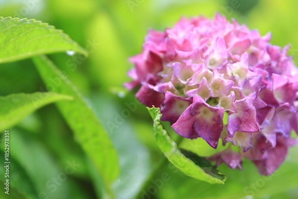 Obraz 雨上がりのアジサイ