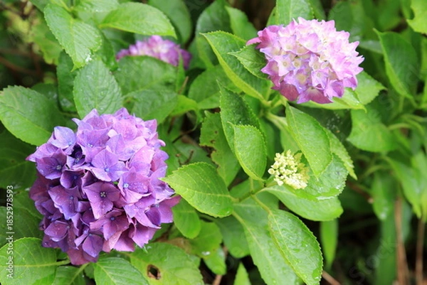 Obraz 雨に濡れるアジサイ