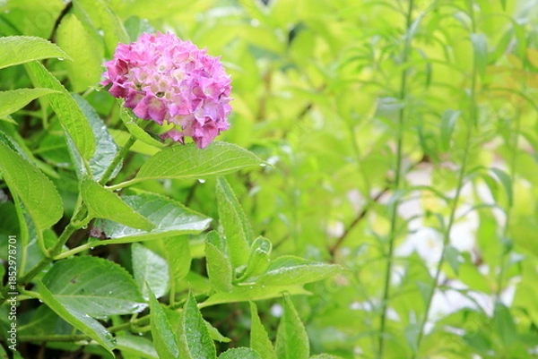 Obraz 雨に濡れるアジサイ