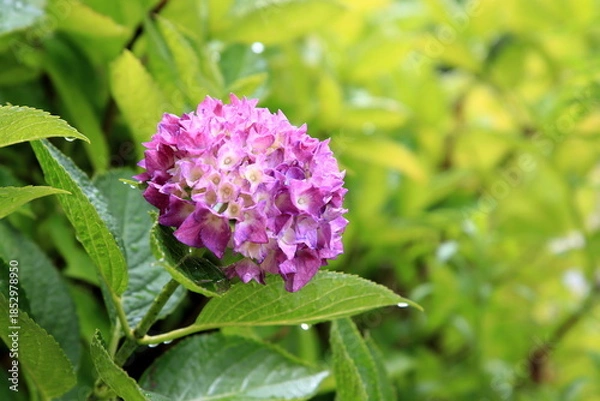 Obraz 雨に濡れる紫陽花
