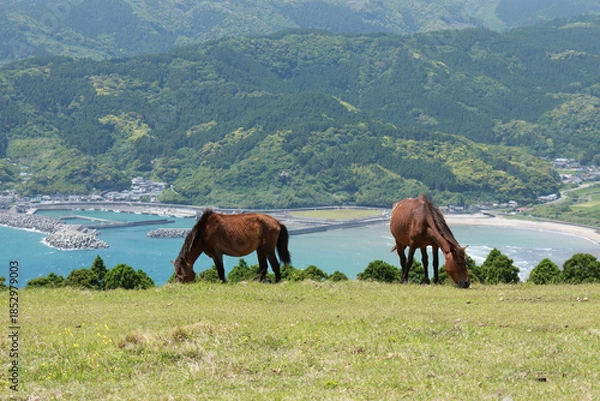 Obraz 都井岬の絶景：海を背景に草を食む野生馬