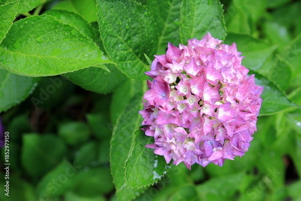 Obraz 雨上がりのアジサイ
