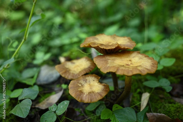 Obraz 森の中に自生する茶色いキノコの群生