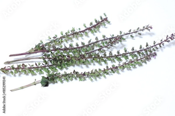 Obraz シソの穂の写真