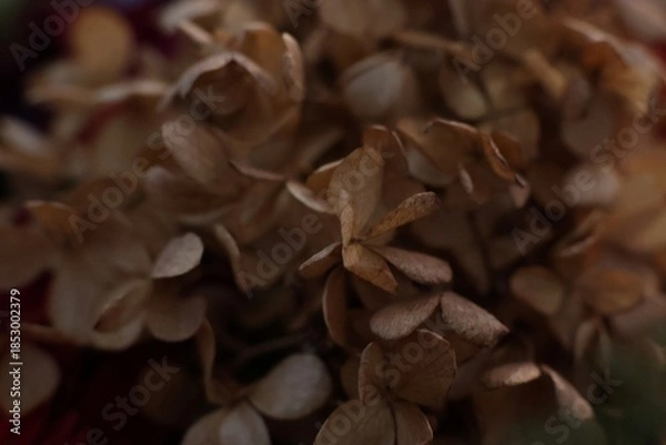 Obraz brązowe tło roślinne 