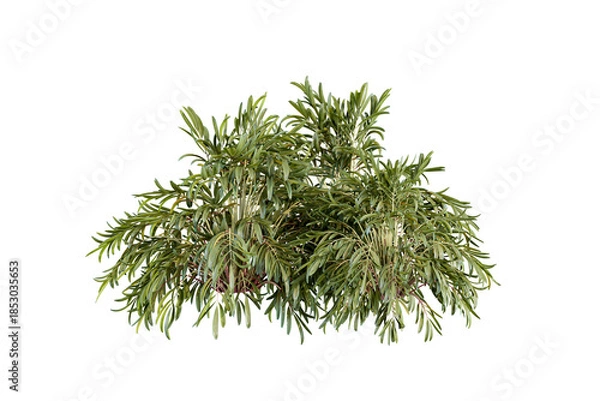 Obraz Plant isolated on white background