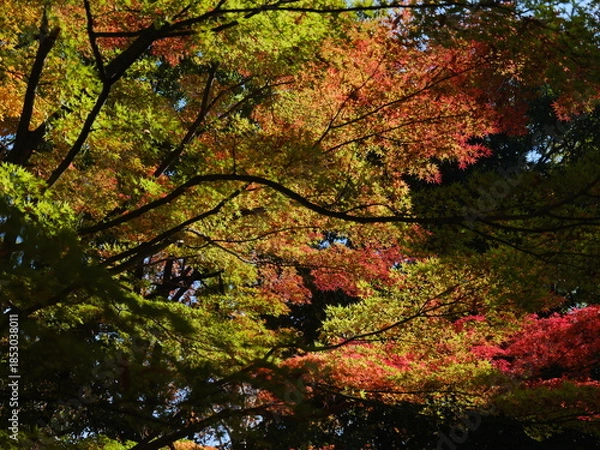 Obraz 夕日に照らされる紅葉するカエデの葉 日本