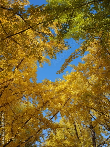 Obraz 黄色いイチョウの葉