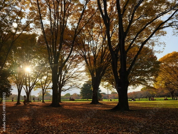 Obraz 秋の昭和記念公園のケヤキの森 夕方