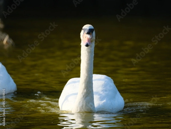 Obraz コブハクチョウ 鳥