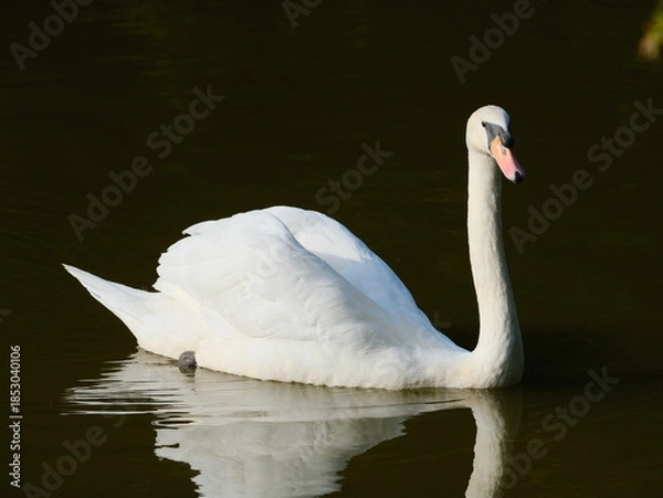 Obraz コブハクチョウ 鳥