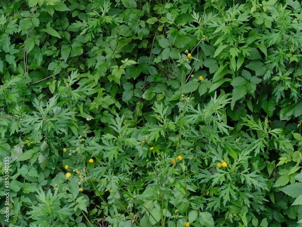 Obraz 日本の野草