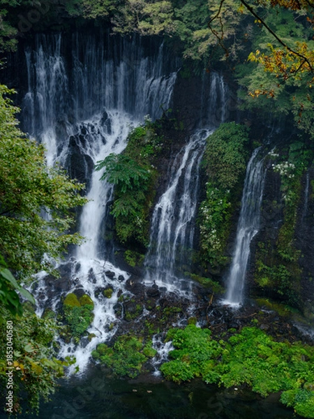 Obraz 白糸の滝 静岡県