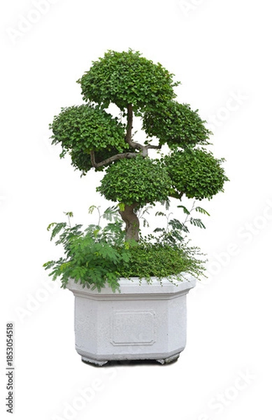 Obraz Benjamin's ficus on a white background.