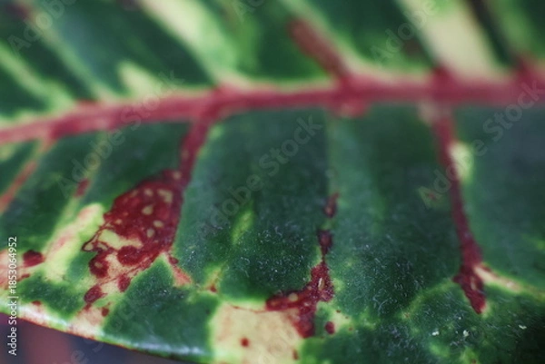 Obraz zielone tło roślinne