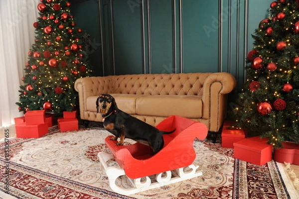 Obraz cachorro fofo duchshund no natal 