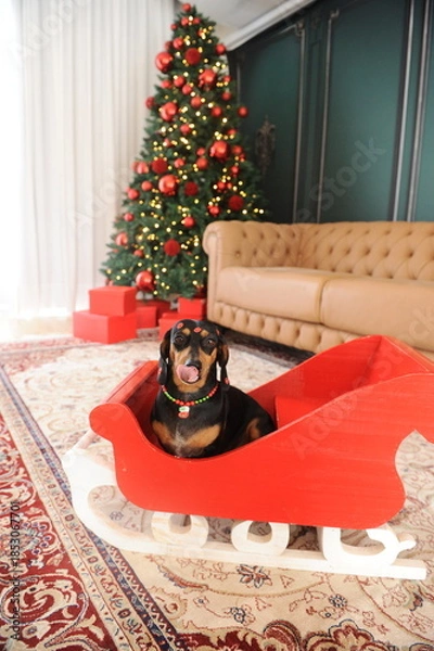 Obraz cachorro fofo duchshund no natal 