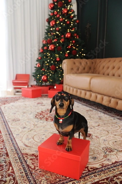 Obraz cachorro fofo duchshund no natal 