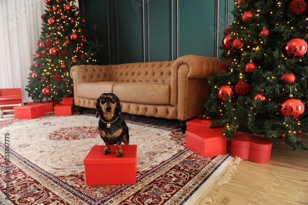 Obraz cachorro fofo duchshund no natal 