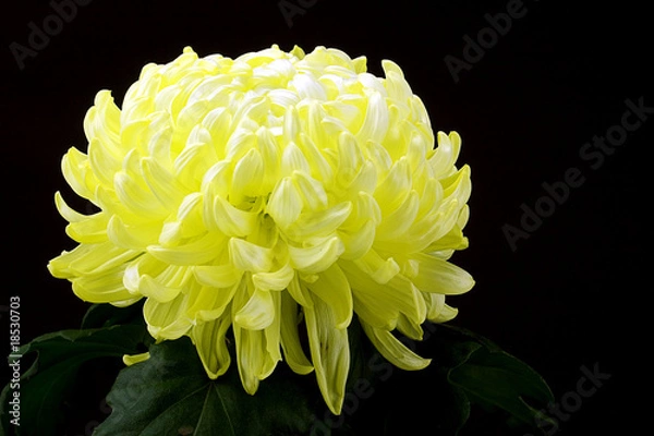 Obraz Yellow Chrysanthemum
