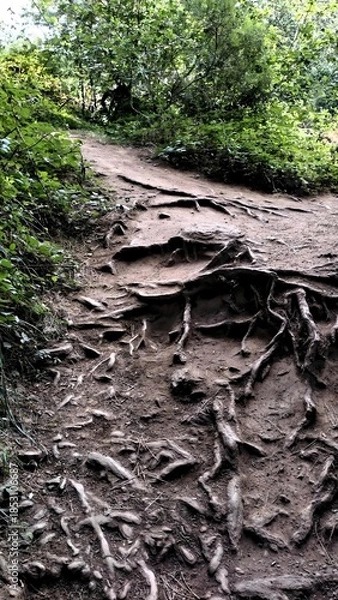 Obraz Sentier forestier avec racines apparentes
