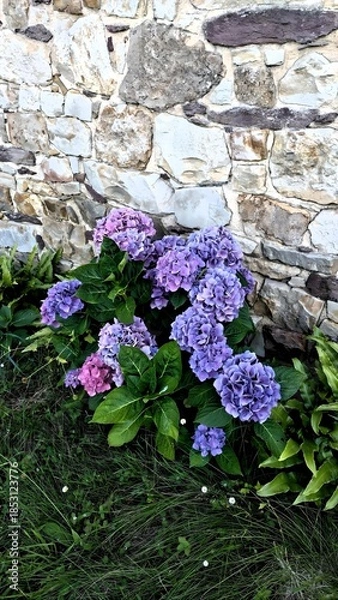 Obraz Hortensias violets devant un mur en pierre