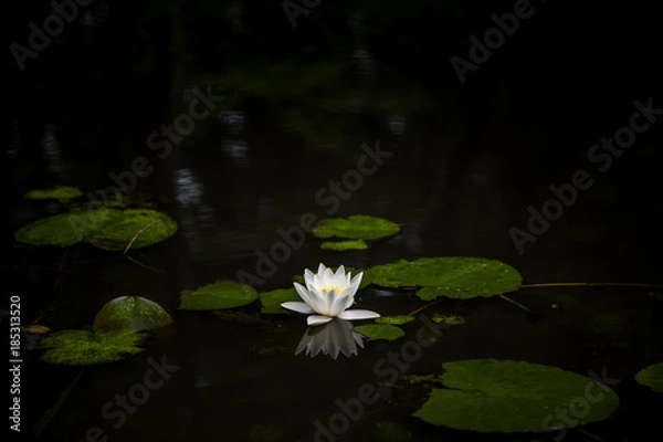 Fototapeta 白いハスの花