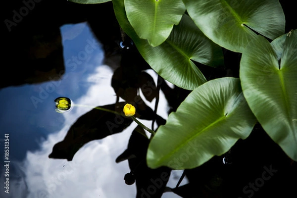 Fototapeta 水鏡に映る雲