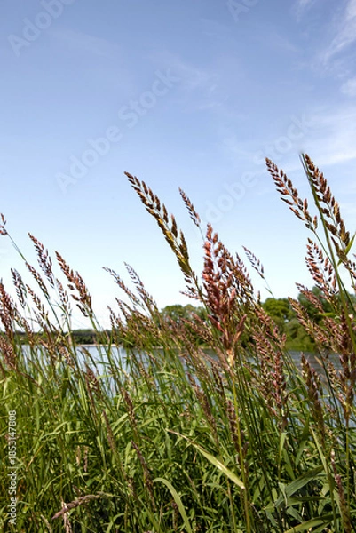Fototapeta Wild herbs by the river in summer