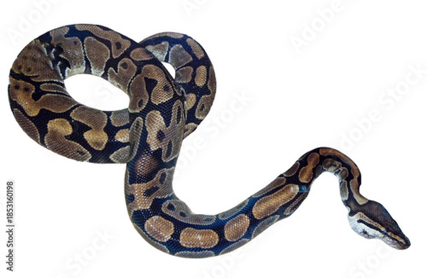 Obraz Reticulated python snake isolated on white