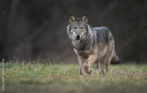 Obraz Grey wolf ( Canis lupus ) close up