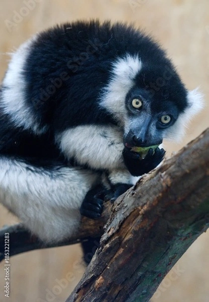 Obraz Black-and-white ruffed lemur