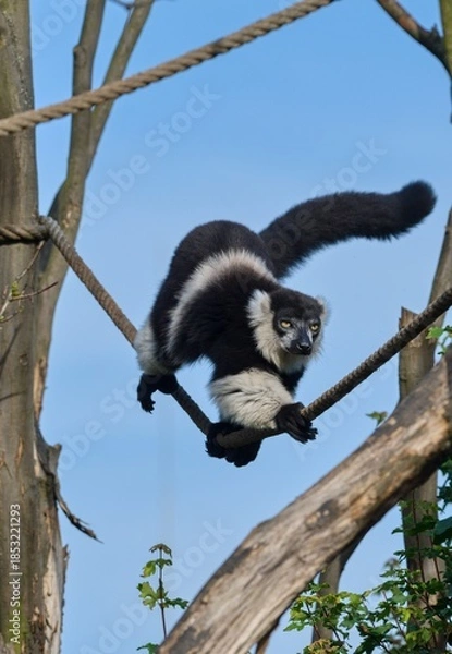 Obraz Black-and-white ruffed lemur