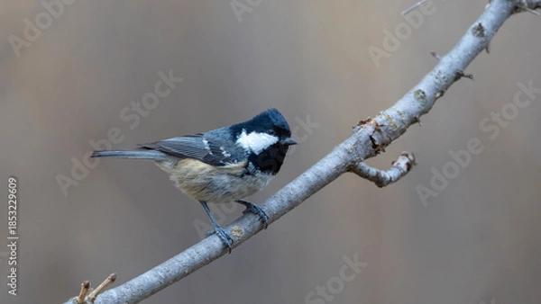 Obraz Coal Tit