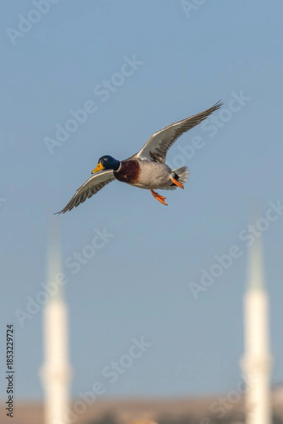 Obraz Mallard flying.