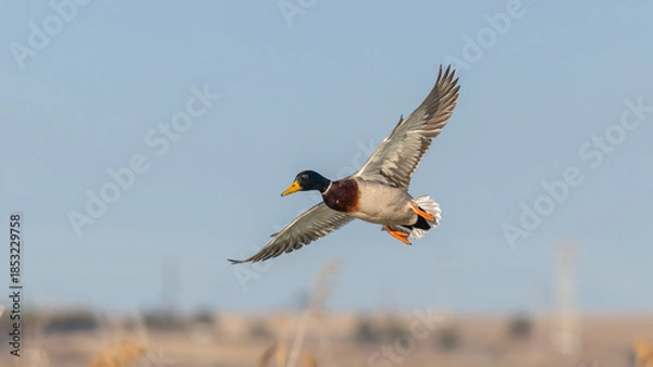 Obraz Mallard flying.