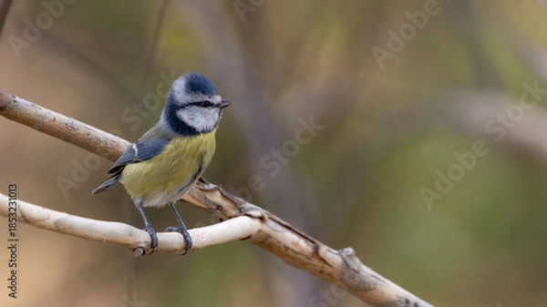 Obraz blue tit on branch
