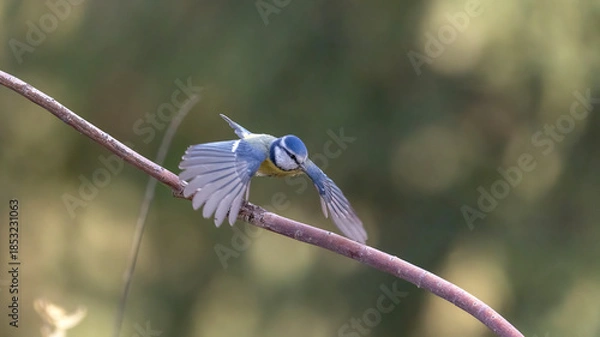 Obraz blue tit on branch